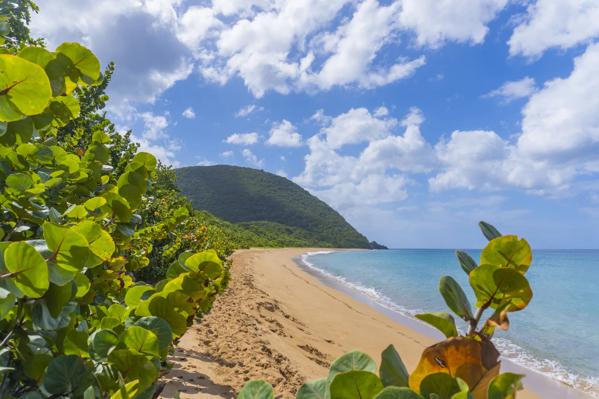 La plage de Grande Anse, son sable doré bordé de raisiniers et le morne au fond de la baie