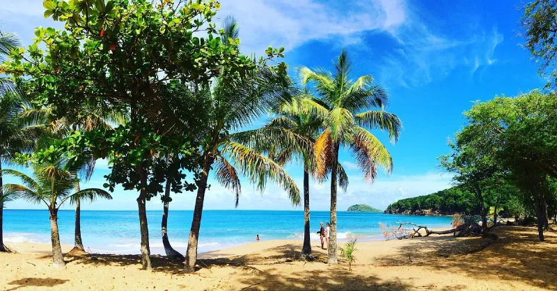 La plage de Rifflet et ses cocotiers penchés au-dessus du sable