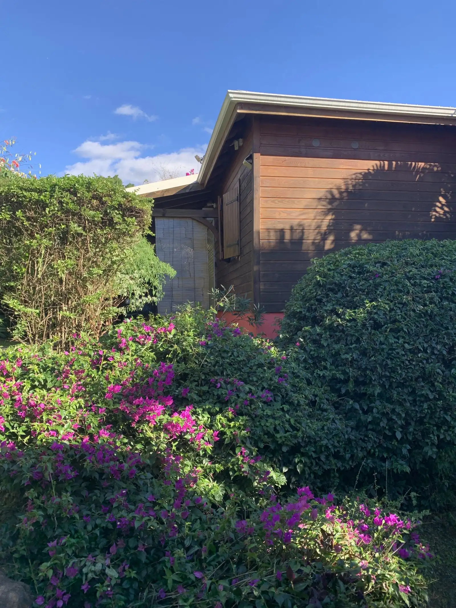 Bougainvilliers roses en fleur devant la façade en bois d’un cottage