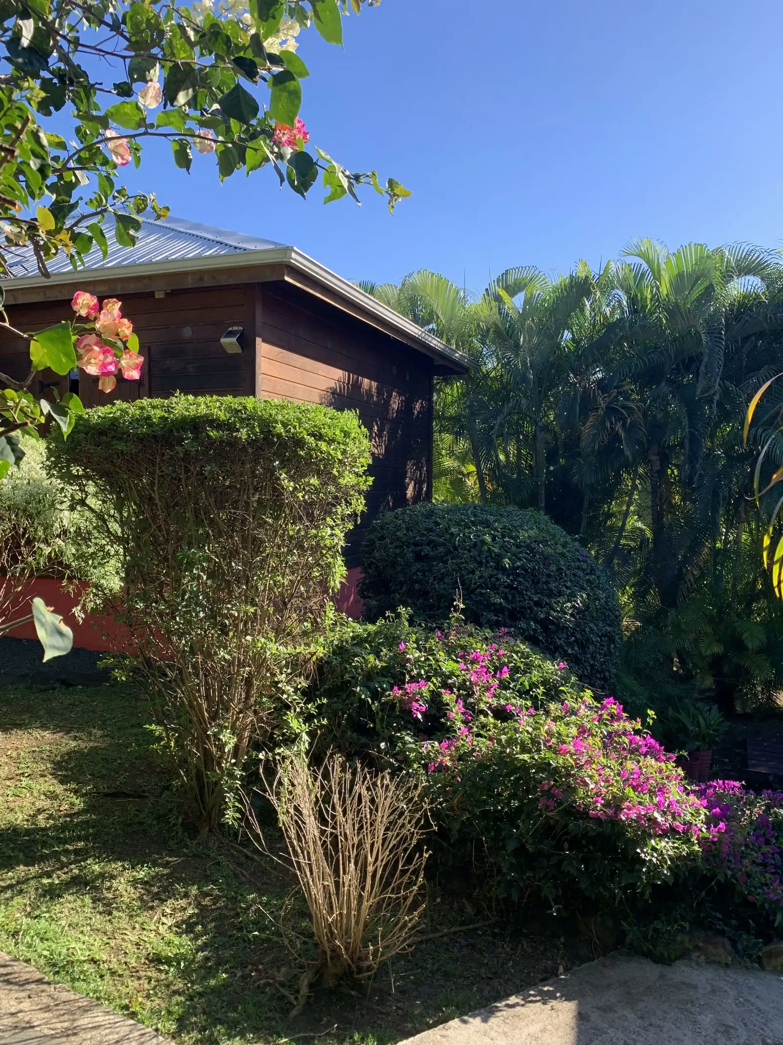 Un cottage derrière une haie taillée et un massif de bougainvilliers