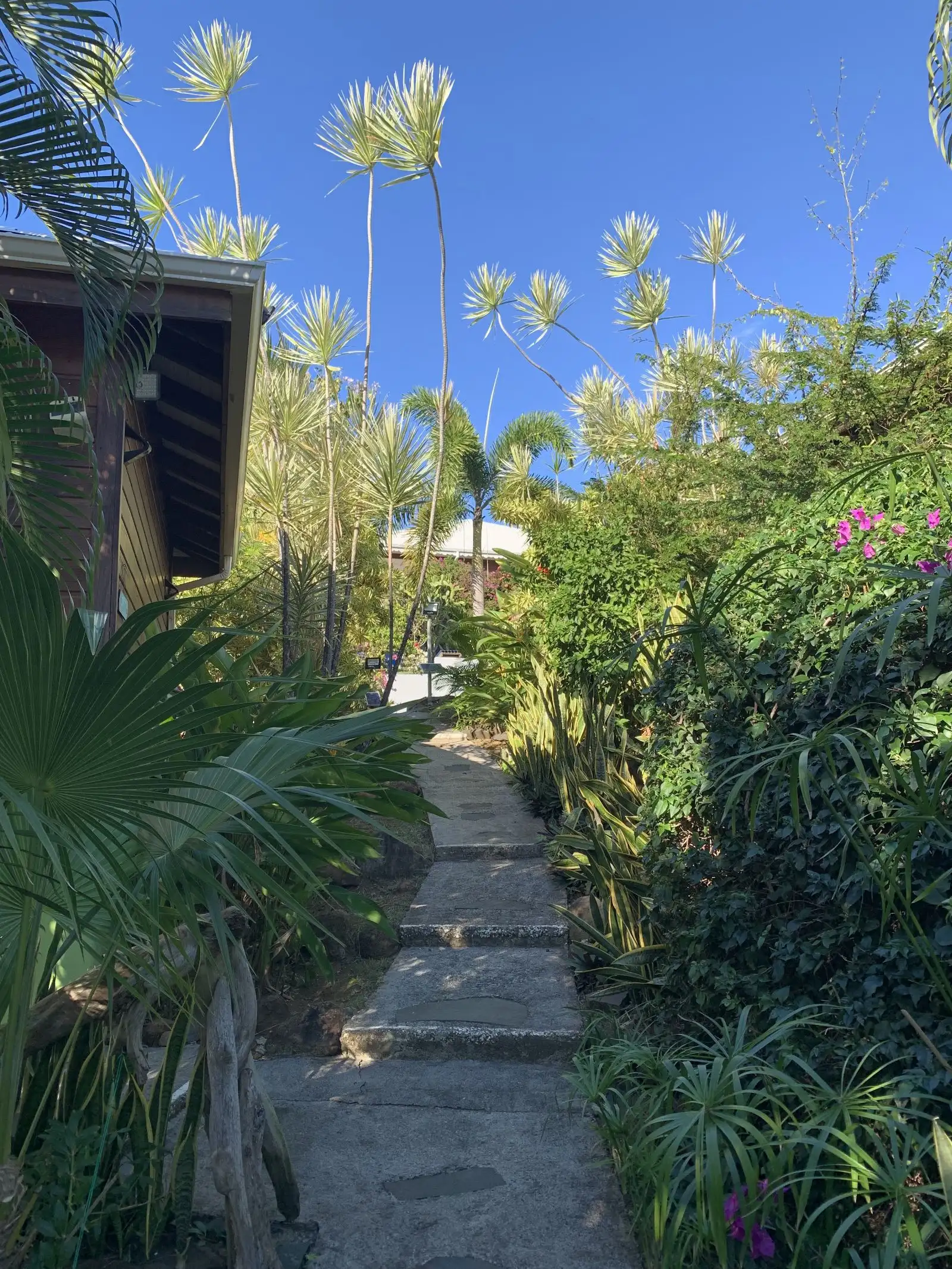 Escalier de pierre montant vers les cottages, entre les papyrus et les bougainvilliers