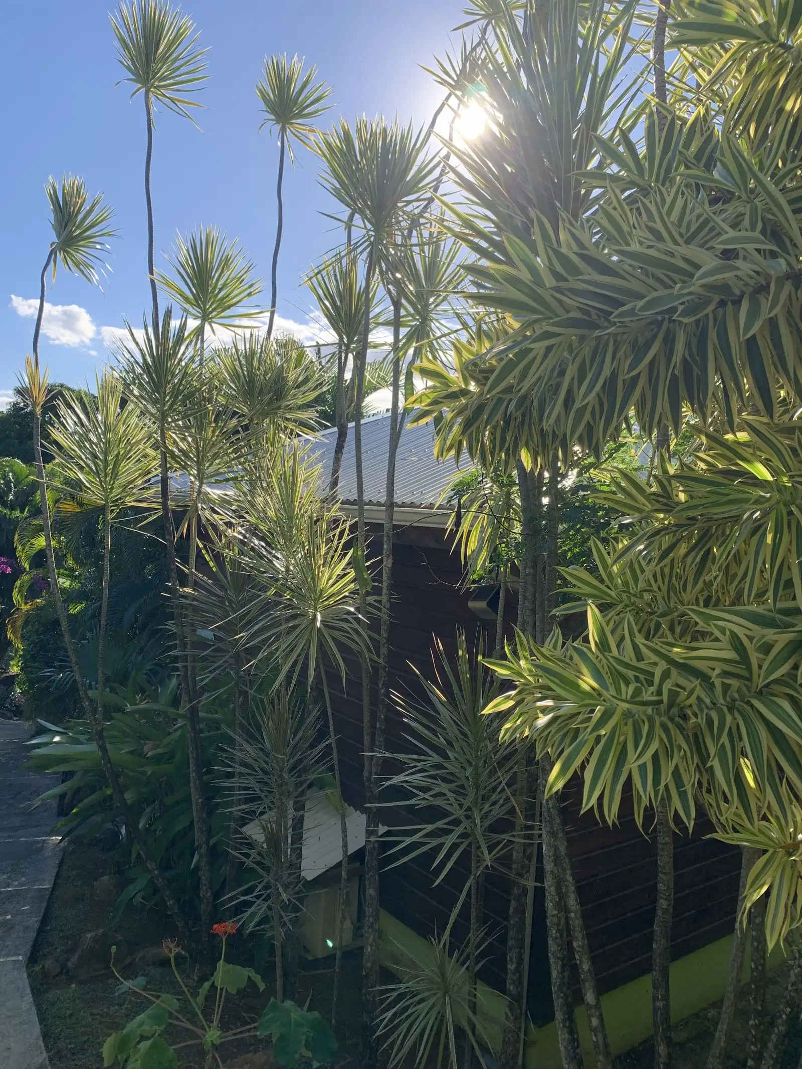 Papyrus et palmiers à contre-jour devant le toit d’un cottage